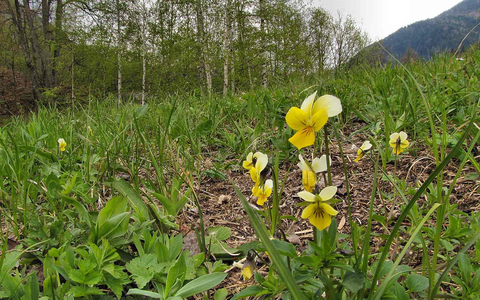 fioriture...di primavera